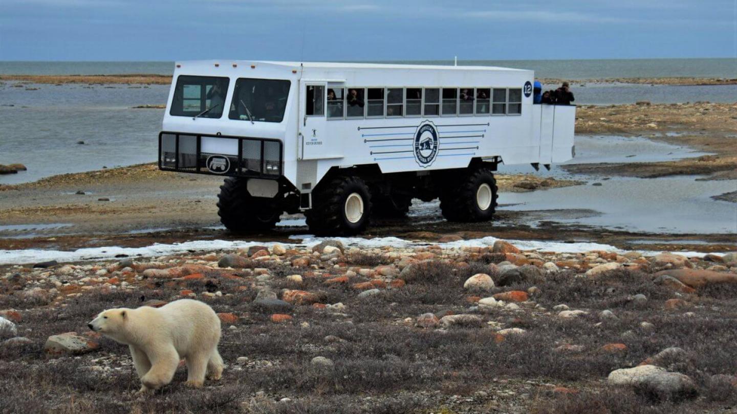 Canada_Polar Bear Experience