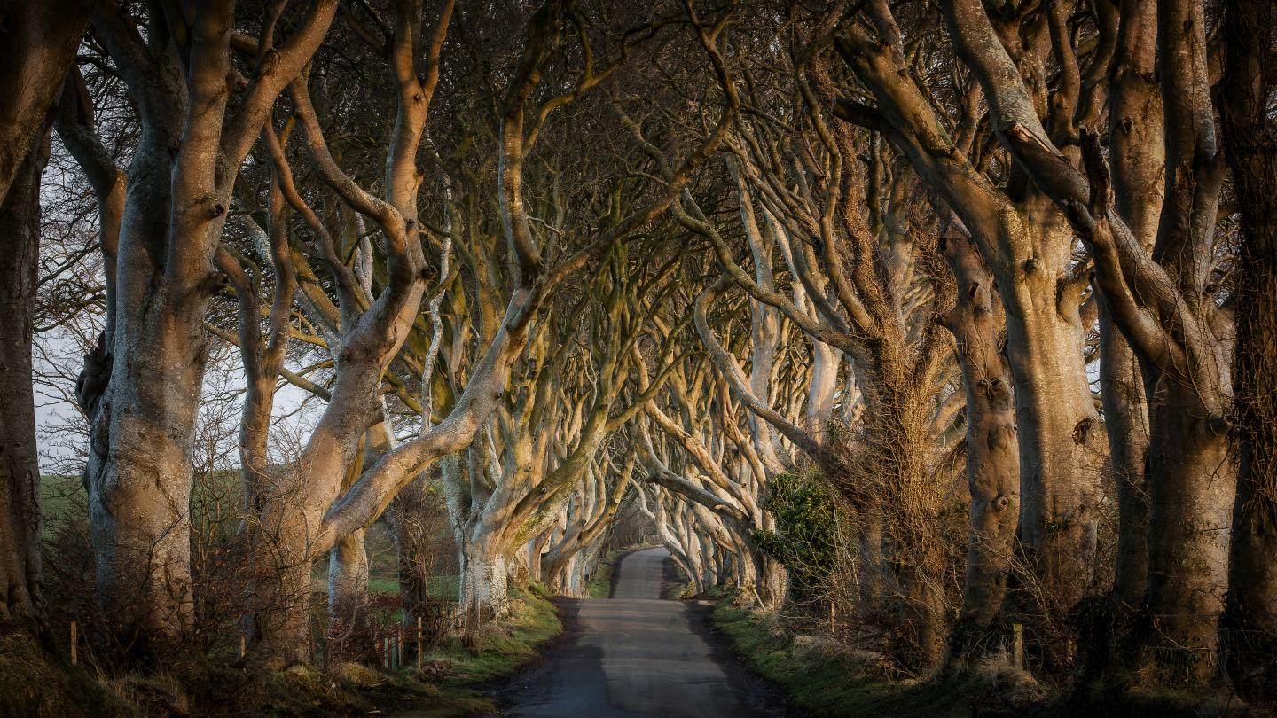 Ireland Game of Thrones ® - The Dark Hedges_The Kingsroad Incentive