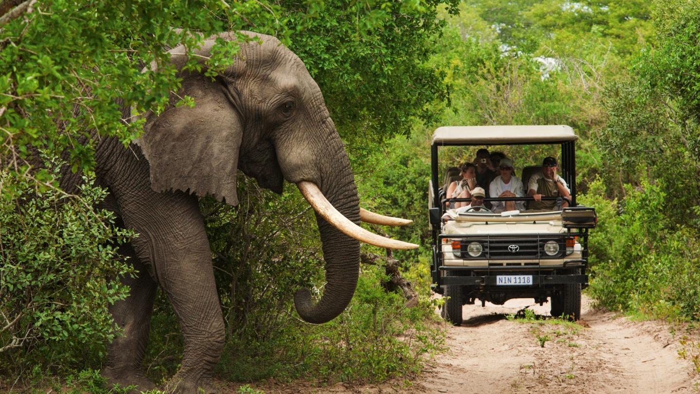 Africa | Safari game drive 