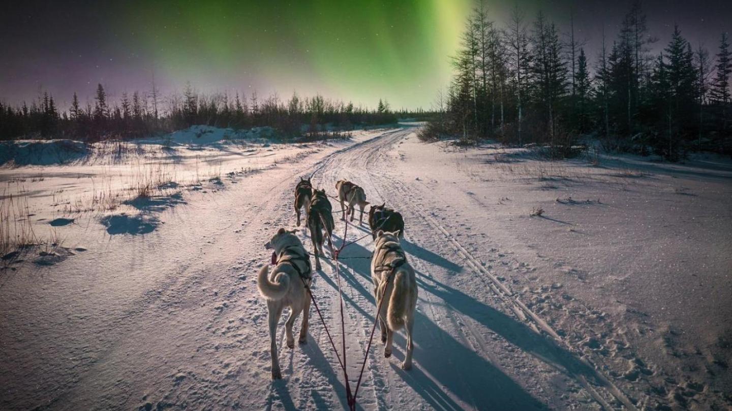 dogs