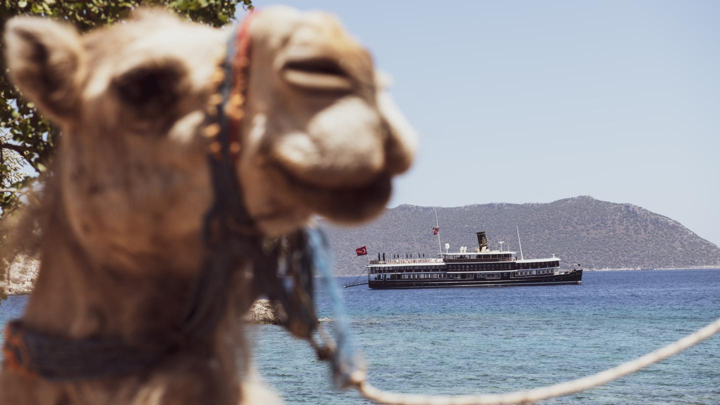 A camel out of focus in the foreground, with a ship in the background